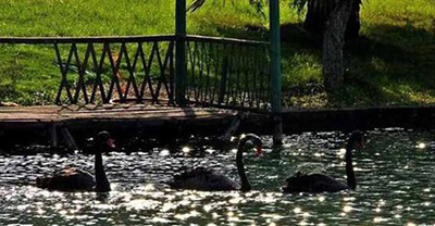 温州大学步青校区天鹅湖